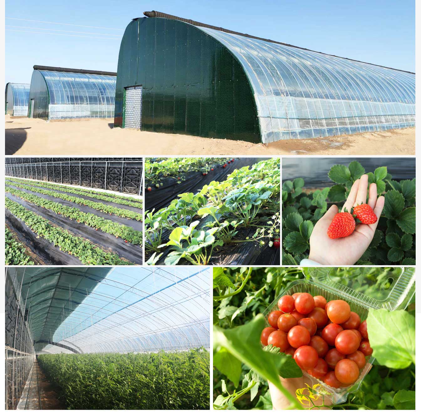 鄂爾多斯市準(zhǔn)格爾旗蓿亥圖高標(biāo)準(zhǔn)日光溫室示范基地_08.jpg 鄂爾多斯市準(zhǔn)格爾旗蓿亥圖高標(biāo)準(zhǔn)日光溫室示范基地_08.jpg