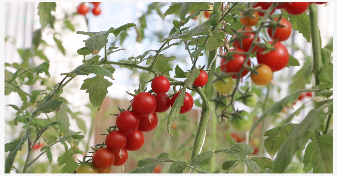 準格爾旗現代智慧設施農業產業園_19.jpg 準格爾旗現代智慧設施農業產業園_19.jpg