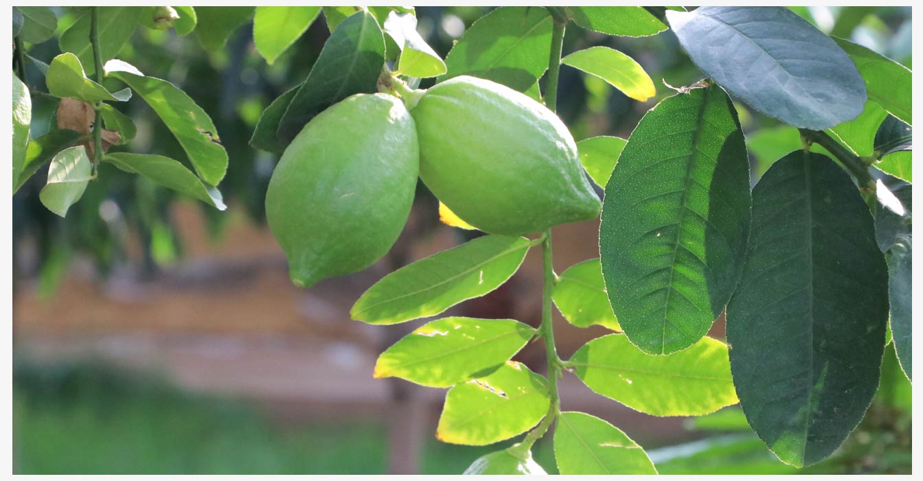 準格爾旗現代智慧設施農業產業園_22.jpg 準格爾旗現代智慧設施農業產業園_22.jpg